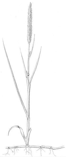 Ammophila arenaria, Strandhafer