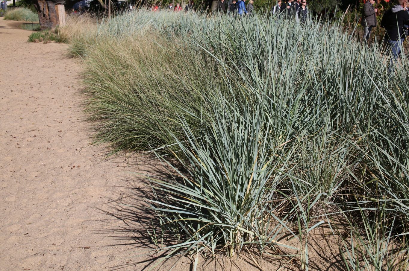 Strandhafer vs Strandroggen, Ammophila arenaria und Leymus arenarius im direkten Vergleich nebeneinander