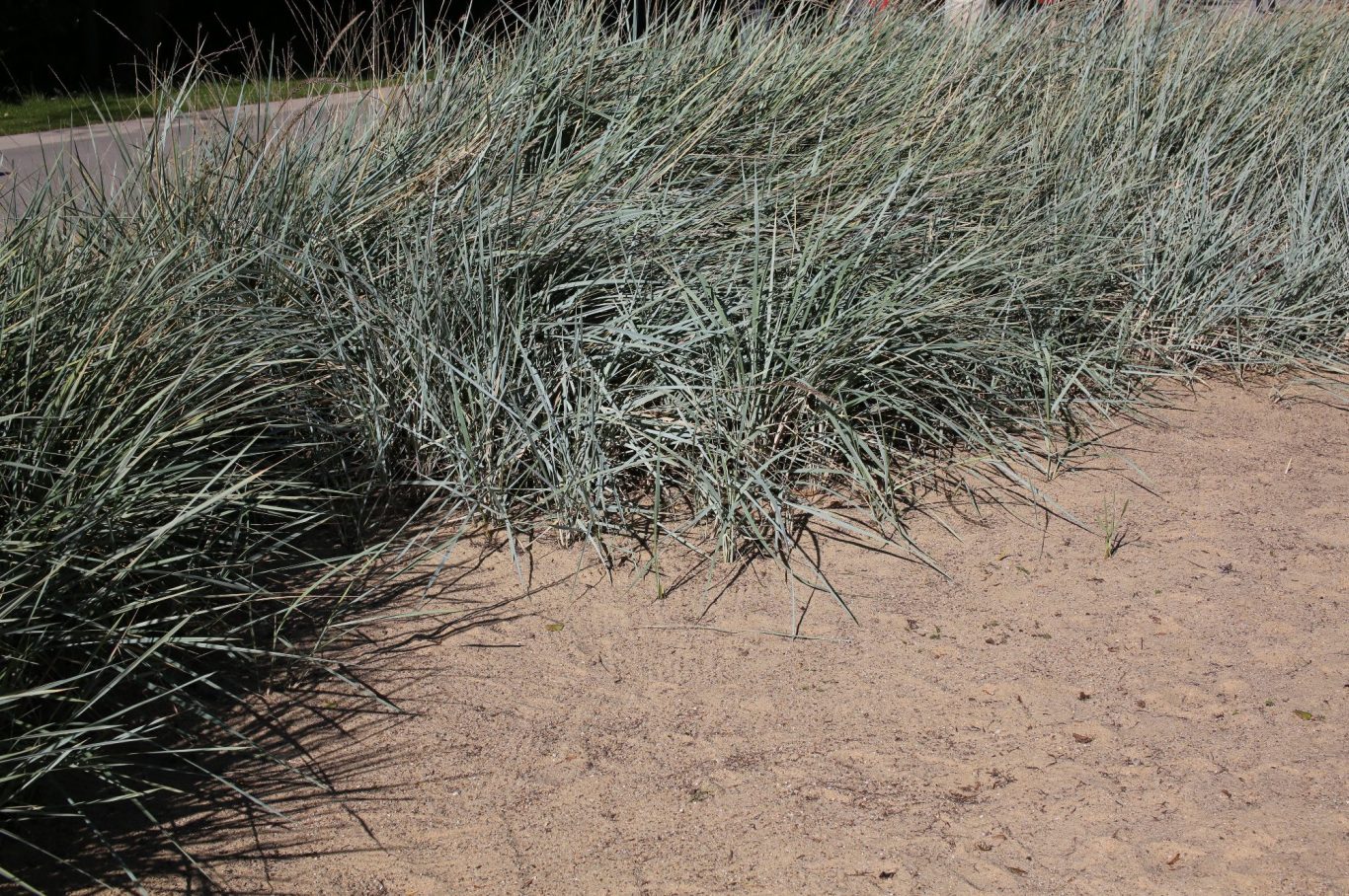 Strandroggen, Leymus arenarius im Sand