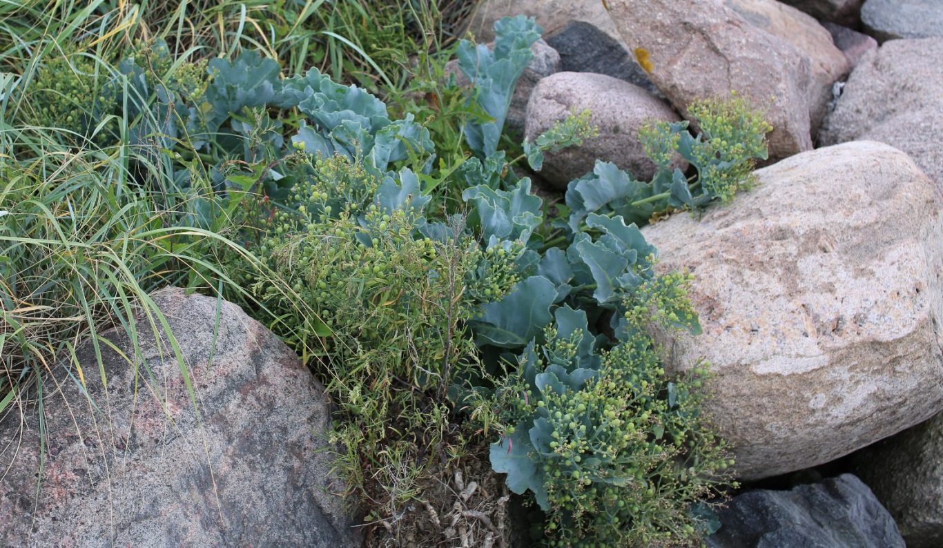 Crambe maritima, Echter Meerkohl zwischen Steinen am Strand