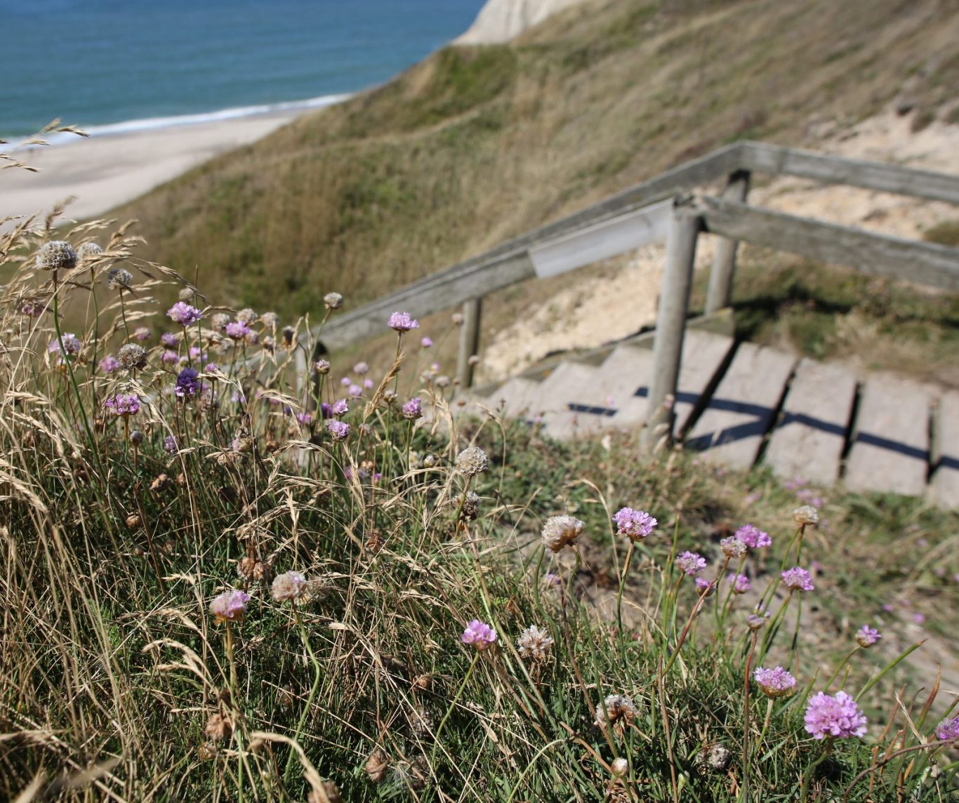 rosa Strand-Grasnelke an der Treppe zum Strand mit Blick auf die Nordsee