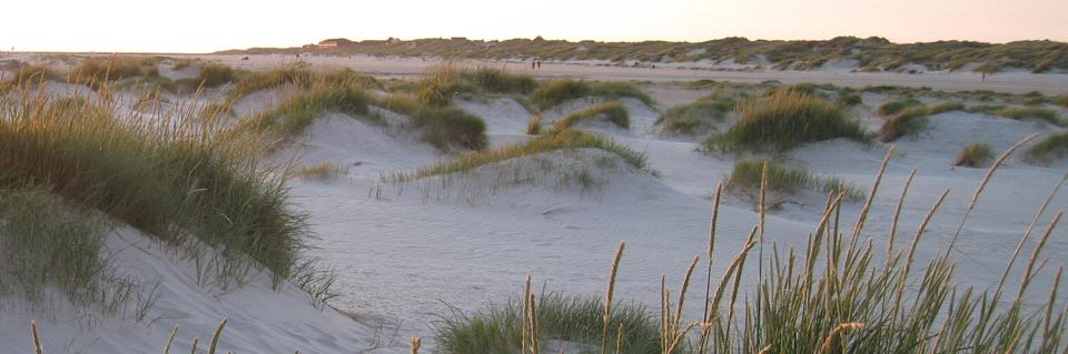 Strandhafer auf der Düne