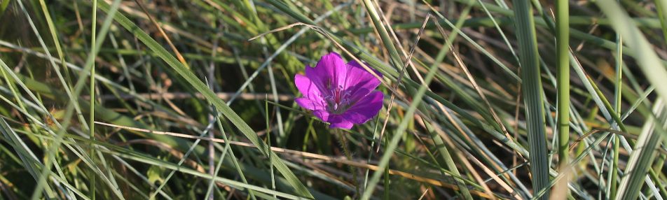 Blüte von Blutstorchschnabel zwischen Strandhafer an der Nordseeküste