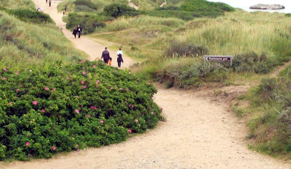 Rosa rugosa und Strandhafer in Skagen, ganz im Norden von Dänemark