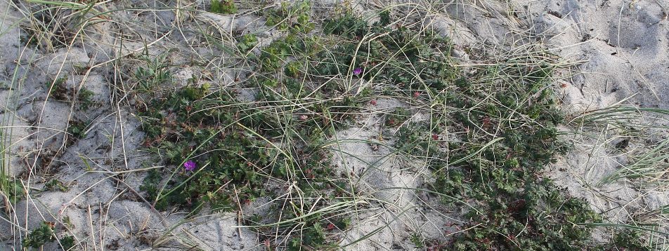 Geranium sanguineum , Blutstorchschnabel in weißem Dünensand mit Strandhafer