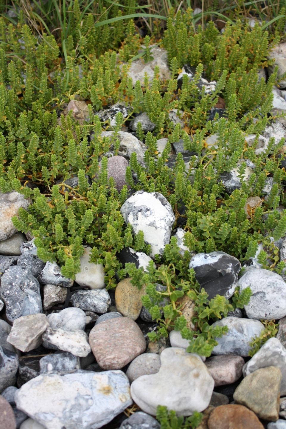 Strand-Salzmiere zwischen Steinen am Strand