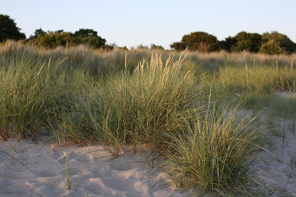 Strandhafer in der Abendsonne