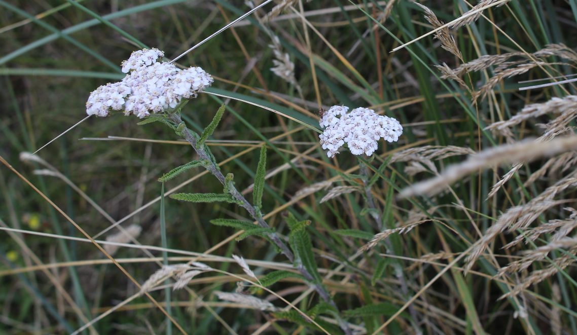 Gewöhnliche Schafgarbe mit weißer Blüte, Achillea millefolium